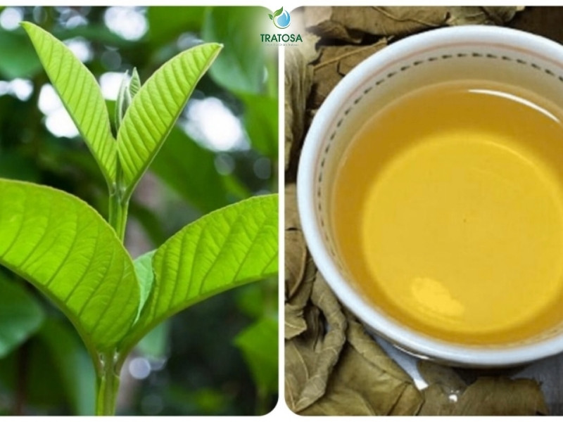 Tổng hợp 6 công dụng của nước lá ổi, hướng dẫn các cách sử dụng nước lá ổi hiệu quả Những tác dụng của nước lá ổi