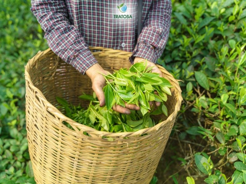 Top 5 loại trà thảo mộc trị mụn - Trà xanh