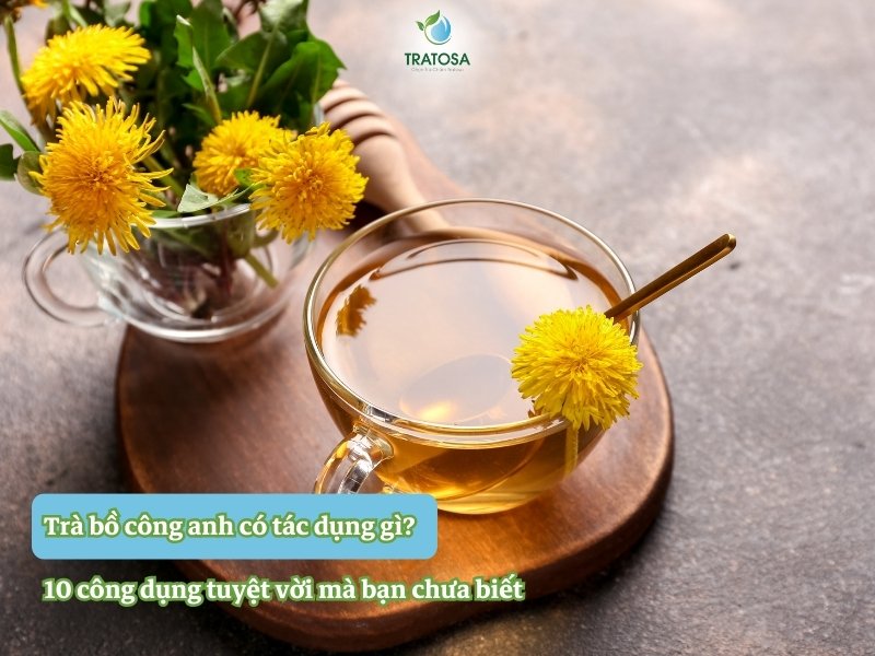 Trà bồ công anh có tác dụng gì? 10 công dụng tuyệt vời mà bạn chưa biết!