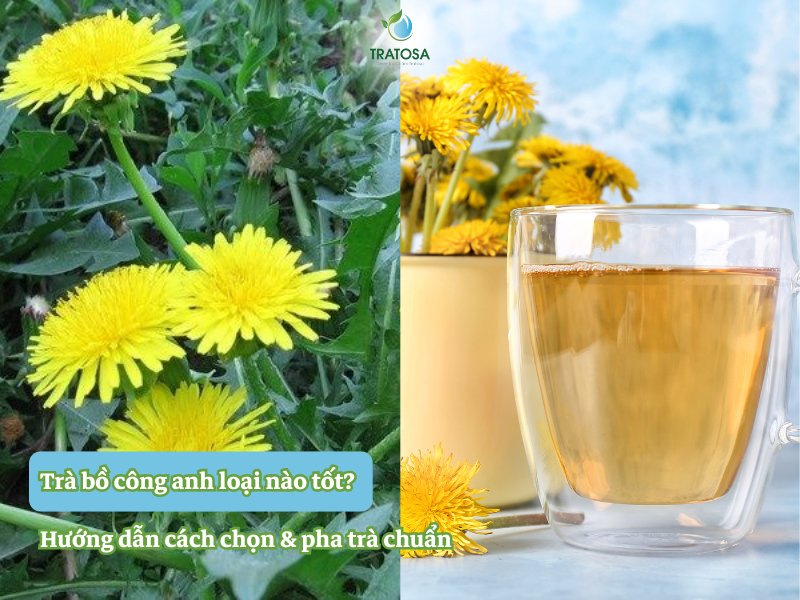 Trà bồ công anh loại nào tốt? Hướng dẫn cách chọn & pha trà chuẩn