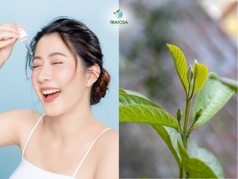 Trà búp ổi có tác dụng gì? 6 tác dụng của trà lá ổi giúp cải thiện sức khỏe toàn diện, những lưu ý khi sử dụng Trà búp ổi có tác dụng gì? - Trà búp ổi giúp hỗ trợ hệ tiêu hóa và làm đẹp da