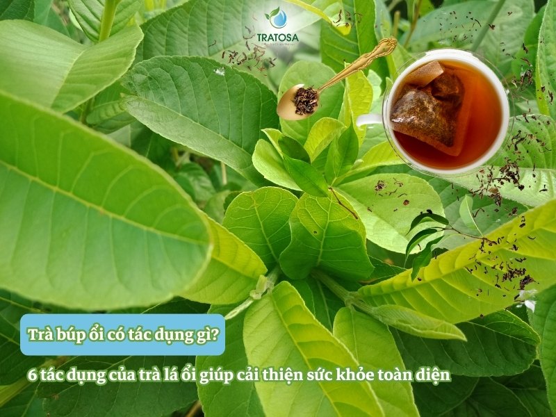 Trà búp ổi có tác dụng gì? 6 tác dụng của trà lá ổi giúp cải thiện sức khỏe toàn diện