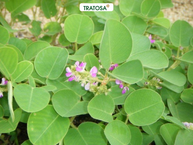 Cây kim tiền thảo tự nhiên – dược liệu thường dùng trong trà thảo mộc