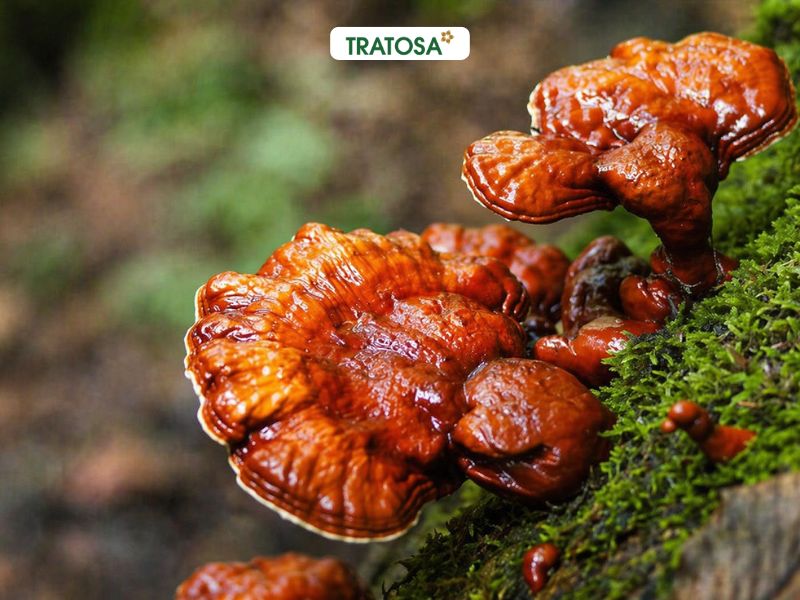 nấm lim xanh tự nhiên mọc trên cây nấm lim xanh có tác dụng gì