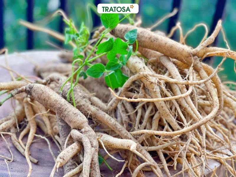 Lá dòi tím trong công thức trà dòi tím đẳng sâm có tác dụng gì