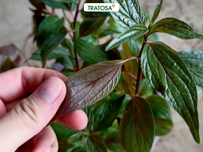 Đẳng sâm tươi trong công thức trà dòi tím đẳng sâm có tác dụng gì