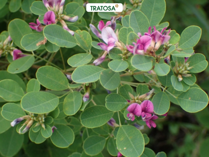 kim tiền thảo tự nhiên dùng trong trà thảo dược