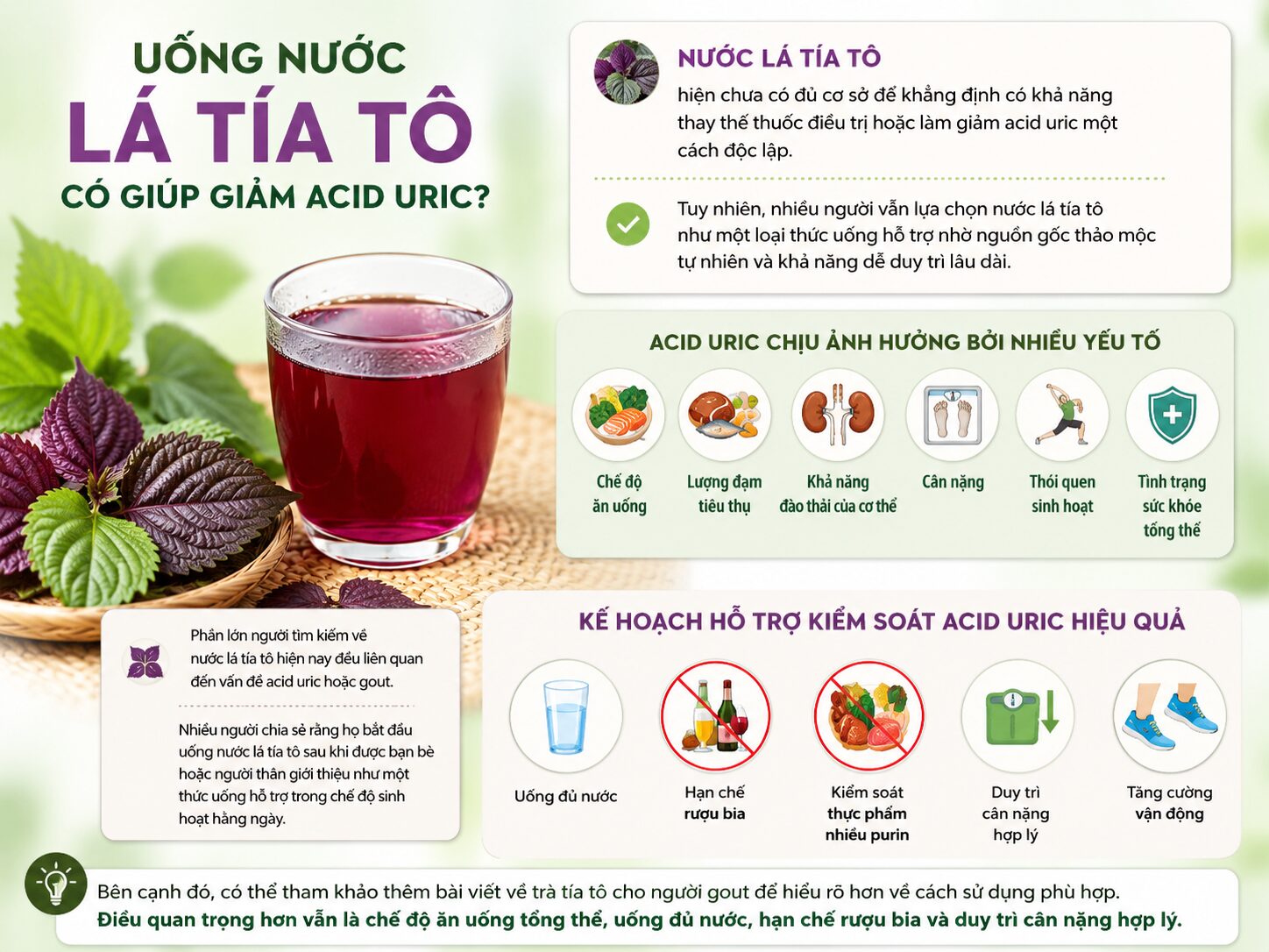 Uống Nước Lá Tía Tô Hàng Ngày Có Tốt Không? Có Nên Duy Trì? Infographic uống nước lá tía tô có giúp giảm acid uric không, các yếu tố ảnh hưởng đến acid uric và cách kiểm soát hiệu quả.