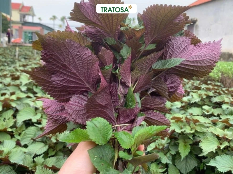 Uống nước lá tía tô hàng ngày có tốt không? Lợi ích & lưu ý cần biết uong nuoc la tia to hang ngay co tot khong 1