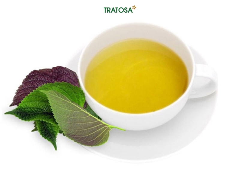 Uống nước lá tía tô hàng ngày có tốt không? Lợi ích & lưu ý cần biết uong nuoc la tia to hang ngay co tot khong 2