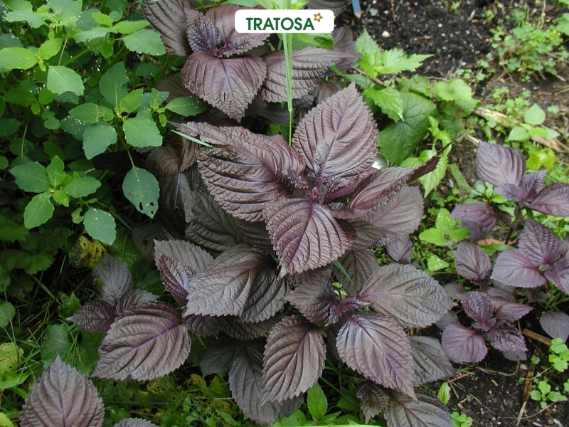 Uống nước lá tía tô hàng ngày có tốt không? Lợi ích & lưu ý cần biết uong nuoc la tia to hang ngay co tot khong 3