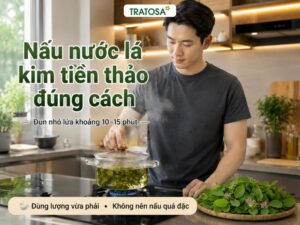 Cách nấu nước lá kim tiền thảo đúng cách bằng lá tươi tại nhà