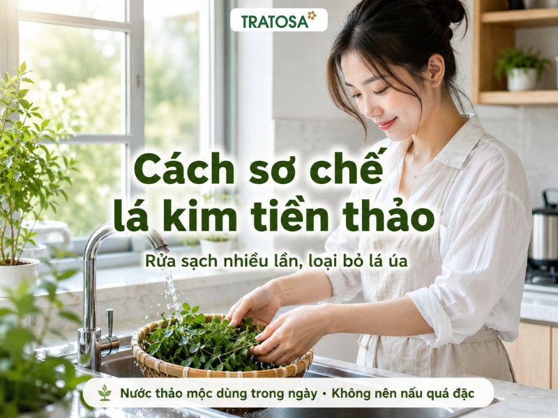 Cách nấu nước lá kim tiền thảo đúng cách, dễ uống và lưu ý khi dùng Cách nấu nước lá kim tiền thảo bằng cách sơ chế lá tươi sạch trước khi đun