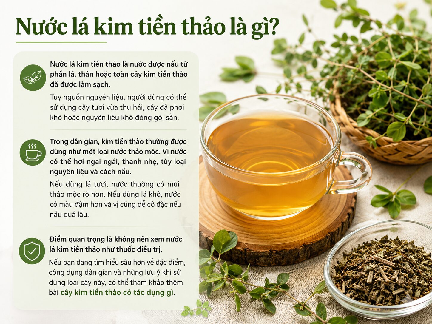 Cách nấu nước lá kim tiền thảo đúng cách, dễ uống và lưu ý khi dùng cach nau nuoc la kim tien thao