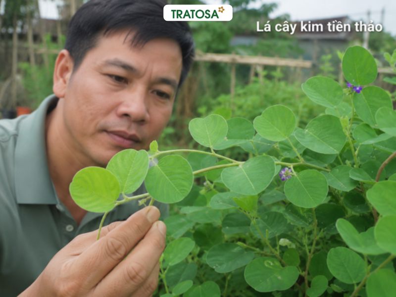 Lá cây kim tiền thảo hình tròn màu xanh dễ nhận biết