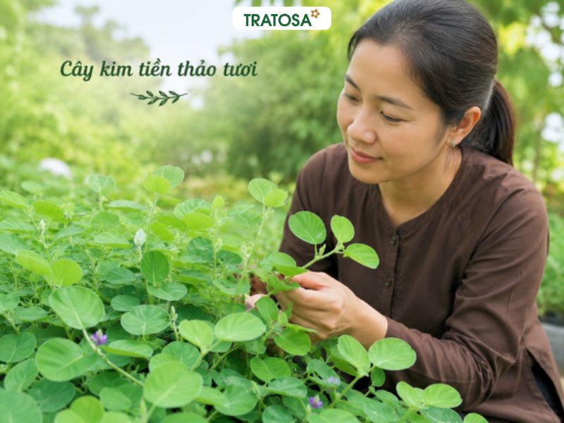 Cây kim tiền thảo tươi với thân mềm và lá xanh tự nhiên