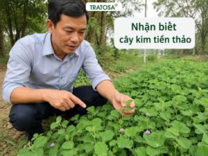 Nhận biết cây kim tiền thảo qua thân lá và dáng mọc