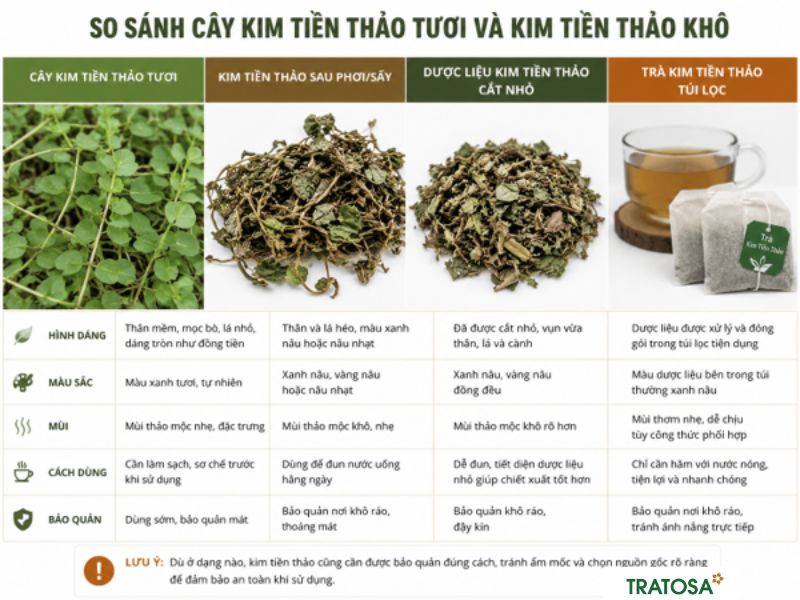 So sánh cây kim tiền thảo tươi cây khô và trà kim tiền thảo