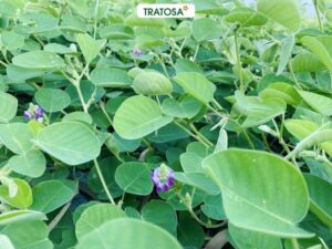 Cây kim tiền thảo là gì và nhận biết cây kim tiền thảo