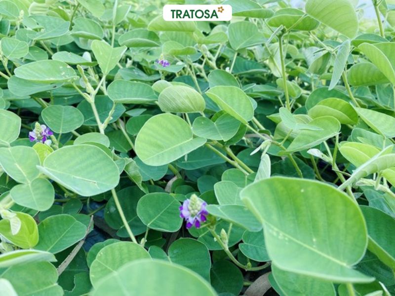 Cây kim tiền thảo là gì và nhận biết cây kim tiền thảo