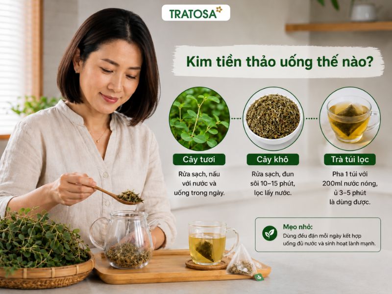 Hướng dẫn sử dụng cây kim tiền thảo tươi khô và trà túi lọc