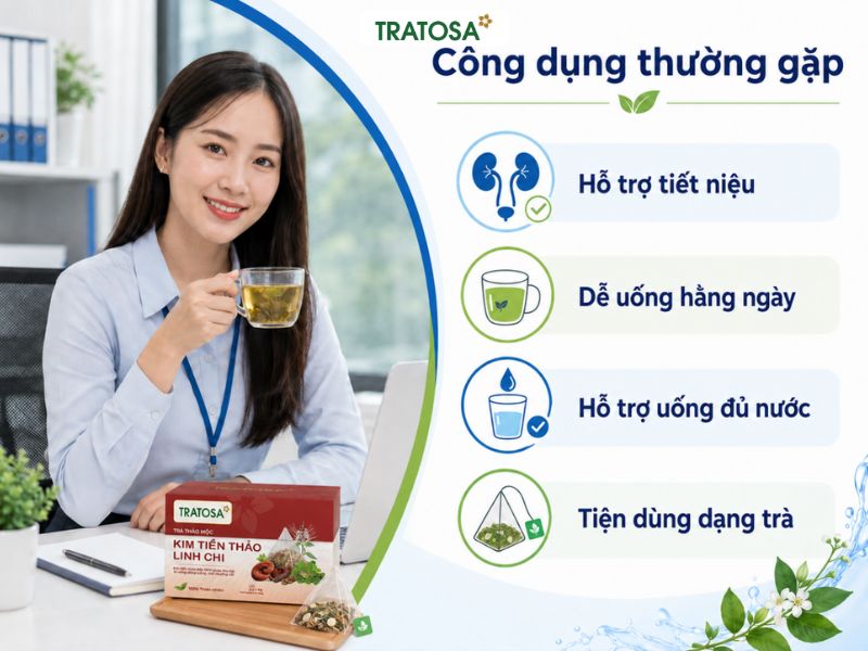 Cây kim tiền thảo có tác dụng gì đối với hệ tiết niệu và thói quen uống nước