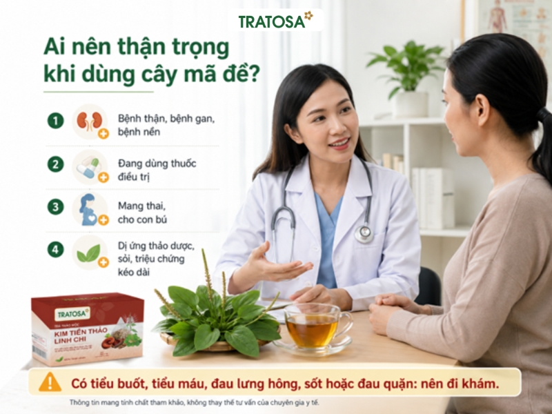 Những người nên thận trọng khi uống nước mã đề