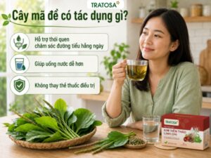 Cây mã đề có tác dụng gì và cách dùng nước mã đề đúng cách