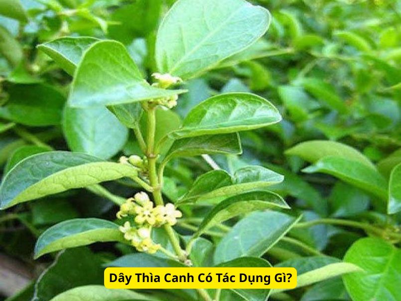 dây thìa canh có tác dụng gì