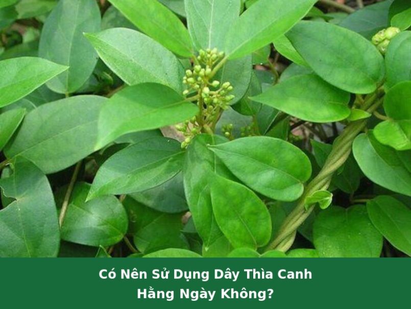 dây thìa canh có tác dụng gì
