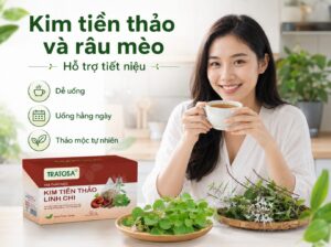 kim tiền thảo và râu mèo có tác dụng gì khi uống trà thảo mộc mỗi ngày