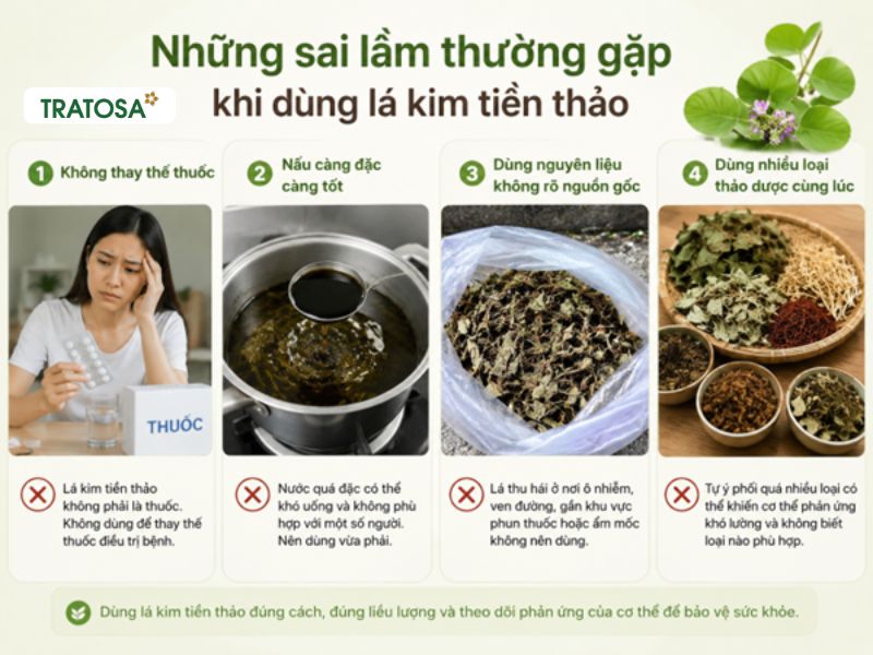 Lá kim tiền thảo có tác dụng gì? Có nên uống hằng ngày không? Những sai lầm thường gặp khi dùng lá kim tiền thảo tại nhà