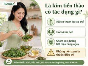Lá kim tiền thảo có tác dụng gì đối với cơ thể