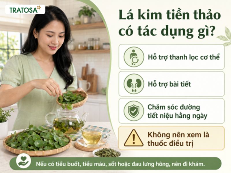 Lá kim tiền thảo có tác dụng gì đối với cơ thể