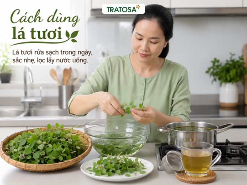 Lá kim tiền thảo có tác dụng gì? Có nên uống hằng ngày không? Cách dùng lá kim tiền thảo tươi nấu nước uống