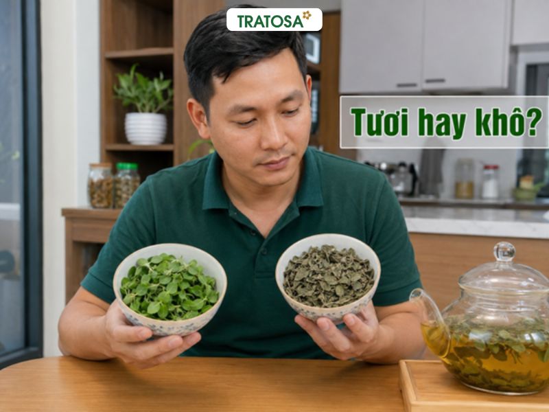 Lá kim tiền thảo có tác dụng gì? Có nên uống hằng ngày không? So sánh lá kim tiền thảo tươi và lá kim tiền thảo khô