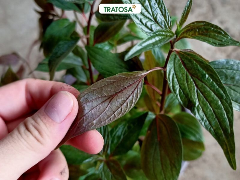 Trà dòi tím đẳng sâm Hưng Yên TRATOSA chính hãng