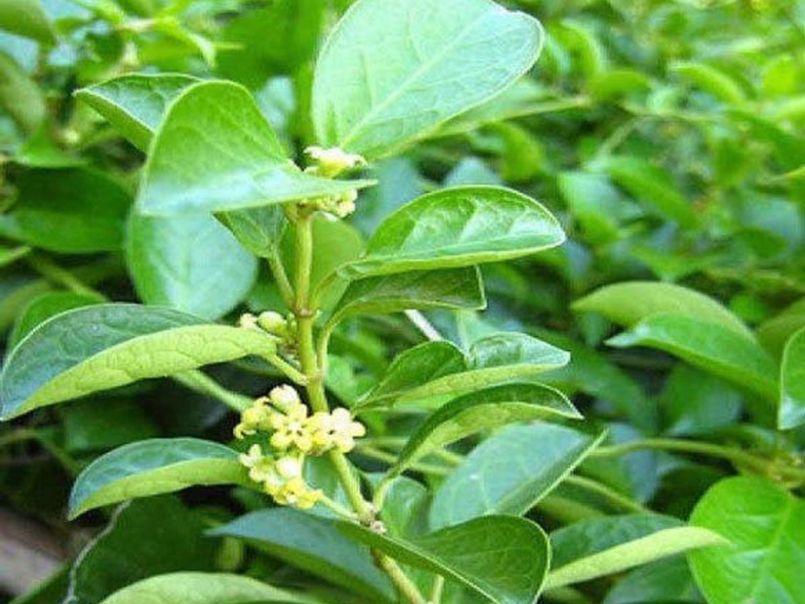 Cách Sử Dụng Dây Thìa Canh Khô Hiệu Quả Và Những Điều Cần Lưu Ý Cây dây thìa canh tươi với lá xanh và hoa nhỏ trong tự nhiên