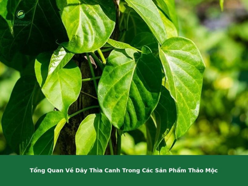 Cách Sử Dụng Dây Thìa Canh Khô Hiệu Quả Và Những Điều Cần Lưu Ý Cách sử dụng dây thìa canh từ nguồn nguyên liệu thảo mộc tự nhiên