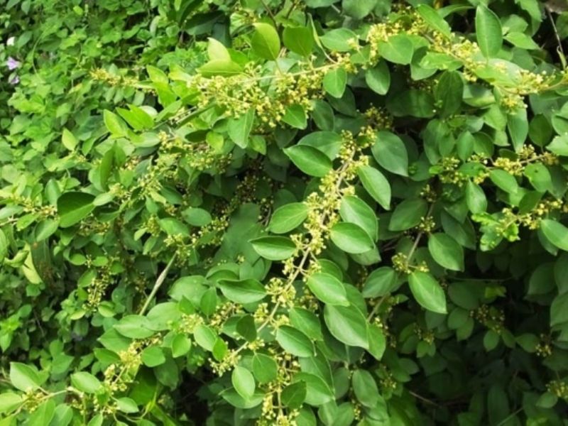 Kiểm soát cân nặng và tiểu đường đúng cách để sống khỏe mỗi ngày Dây thìa canh được sử dụng trong các sản phẩm trà thảo mộc