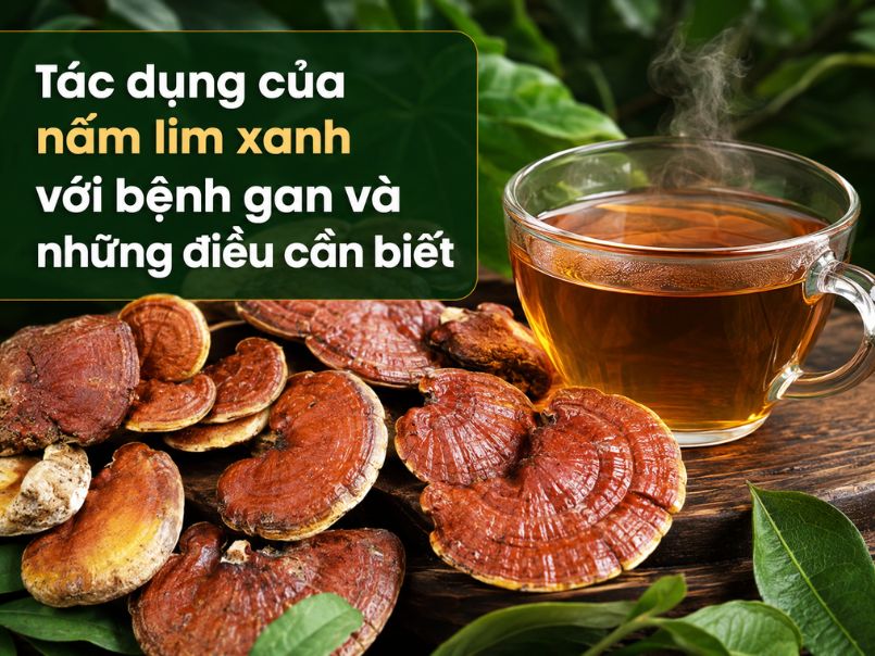 Tác dụng của nấm lim xanh với bệnh gan và những điều cần biết