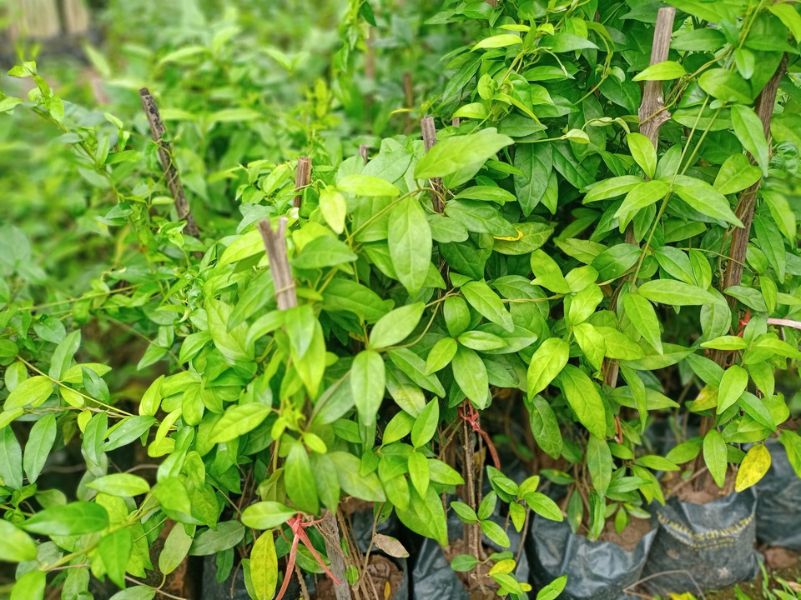 Trà Thảo Mộc Cho Người Bị Tiểu Đường Nên Uống Loại Nào Để Hỗ Trợ Giảm Đường Huyết? tra thao moc cho nguoi bi tieu duong 3